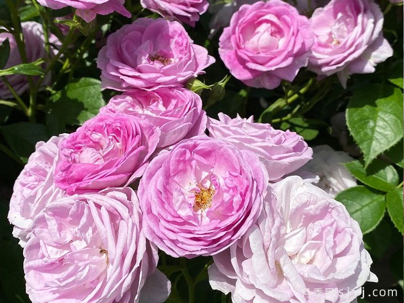 紫色水滴月季Lila Tropfchen(图2)