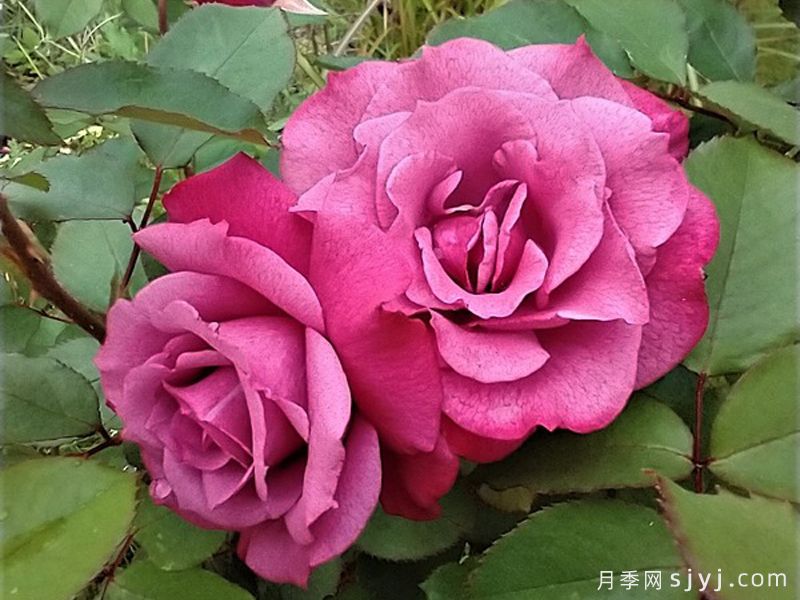 莉拉奇迹月季/紫色奇迹Lila Wunder(图3)