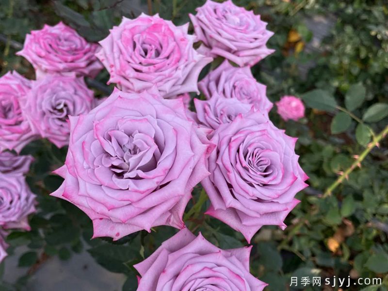 紫色年华月季(图1)