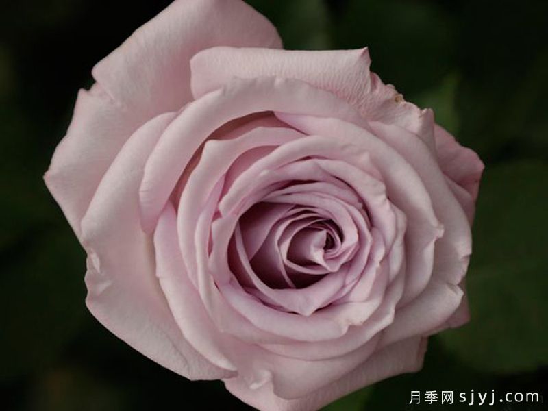 紫色迷雾月季(图3)
