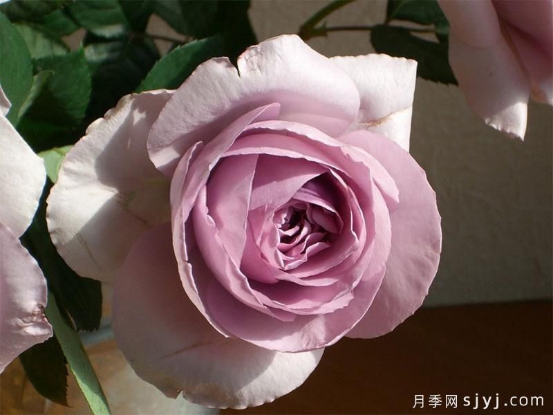 紫色慕莎月季/紫色暮莎/克莱尔珠宝ClAIr Bijou(图2)
