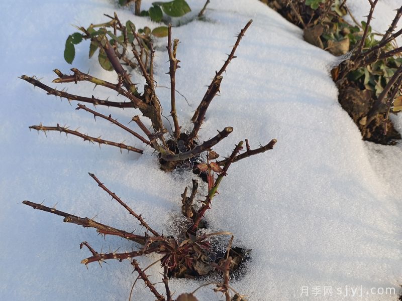 大雪过后，园林养护恰逢其时(图1)