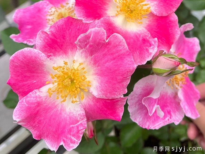 桃华影月季(图5)