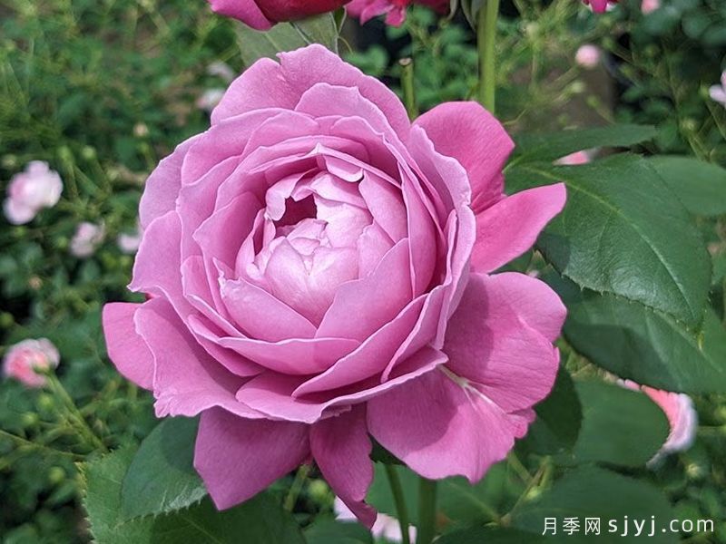 紫色恋心月季Koiiduna恋いづな(图2)