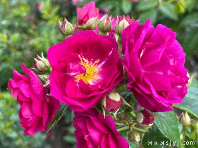 紫色剪影月季Purple Siluetta(图3)