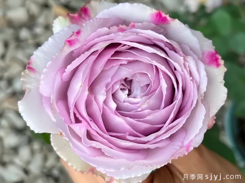 紫色故事月季/嘉代子夫人/辛古塔Madam Kayoko(图1)