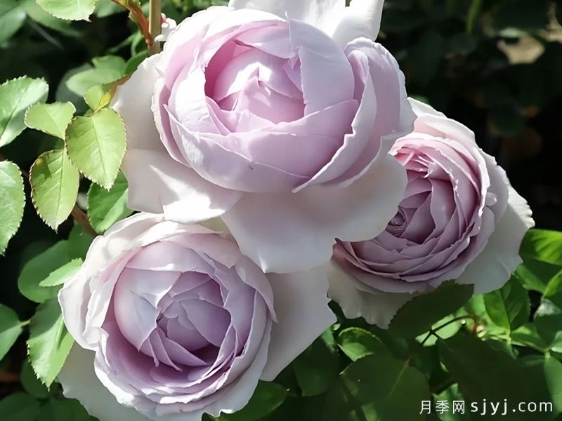 紫色故事月季/嘉代子夫人/辛古塔Madam Kayoko(图2)