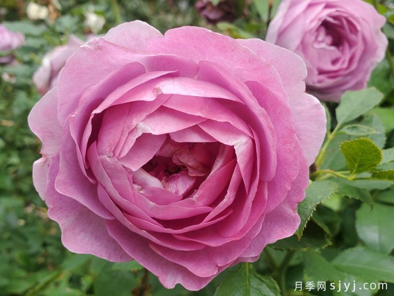 紫罗兰骄傲月季/维奥莱的骄傲Violets pride(图2)