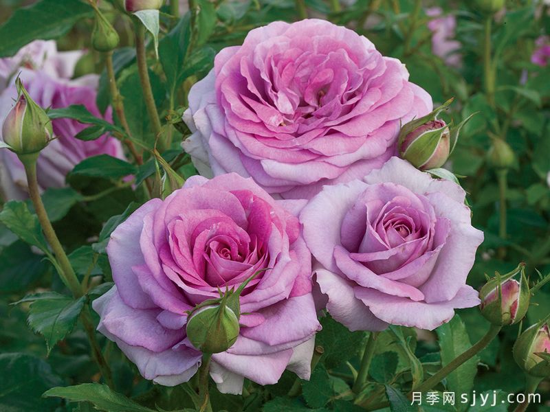 紫罗兰骄傲月季/维奥莱的骄傲Violets pride(图1)