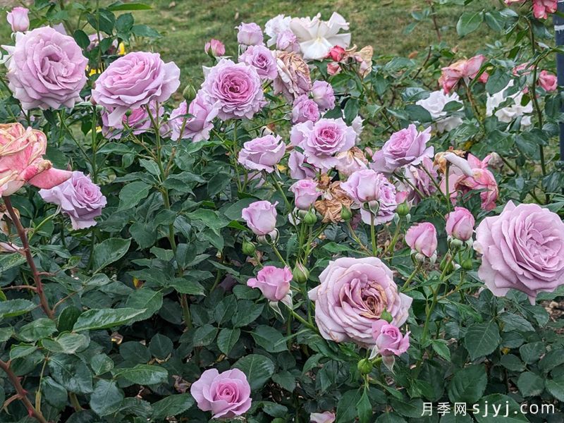 紫罗兰骄傲月季/维奥莱的骄傲Violets pride(图3)