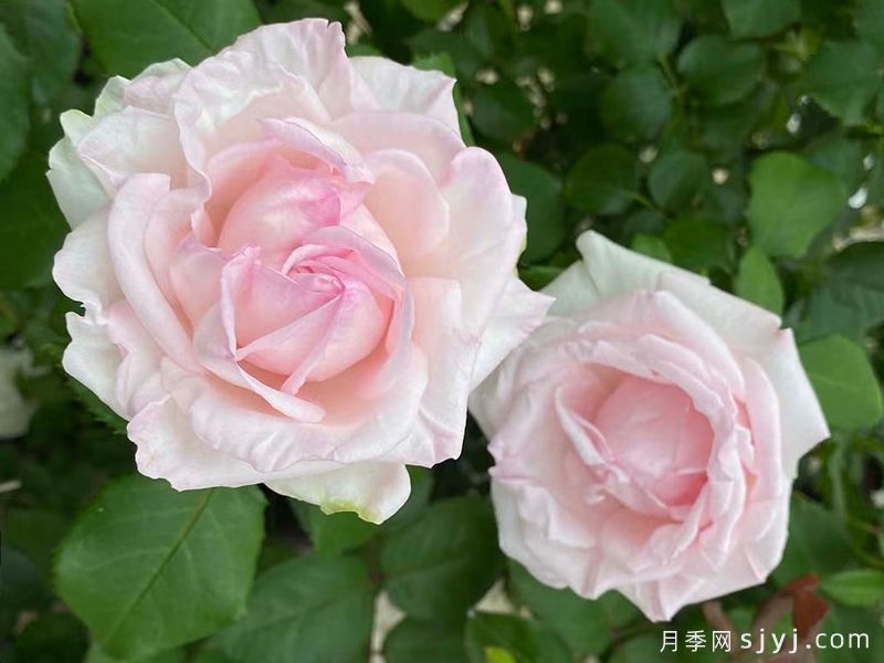 紫锂辉石月季Kunzite(图1) 紫锂辉石月季Kunzite(图1)
