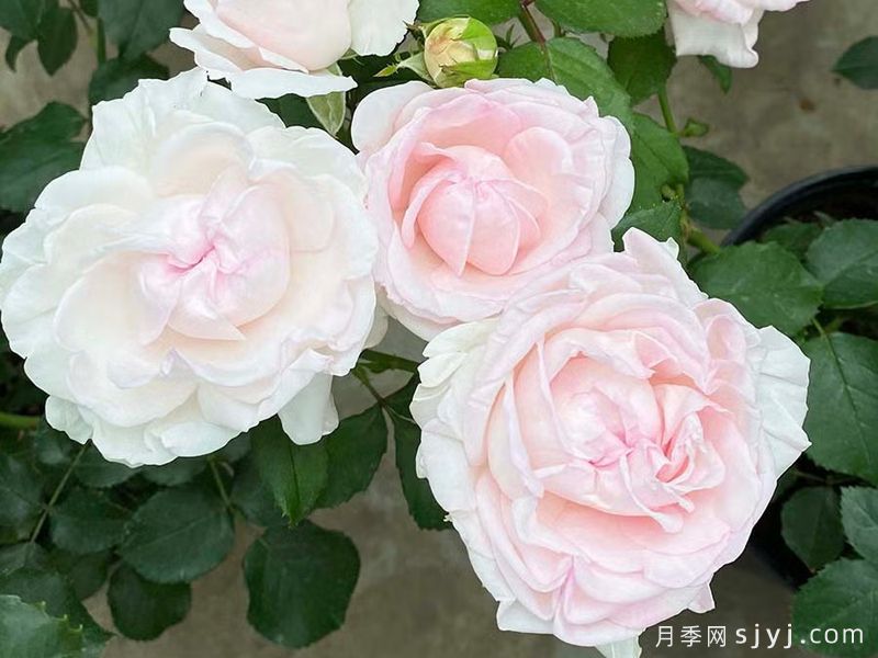 紫锂辉石月季Kunzite(图2) 紫锂辉石月季Kunzite(图2)