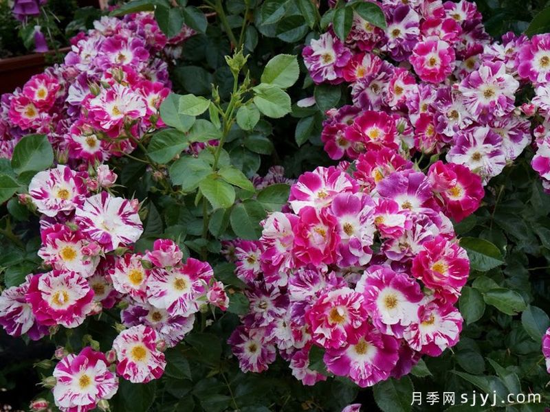 紫色飞溅月季Purple Splash(图3)