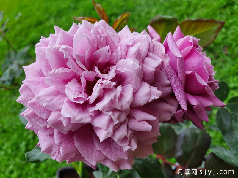 紫色的梦月季/紫梦Purple Dream(图1) 紫色的梦月季/紫梦Purple Dream(图1)