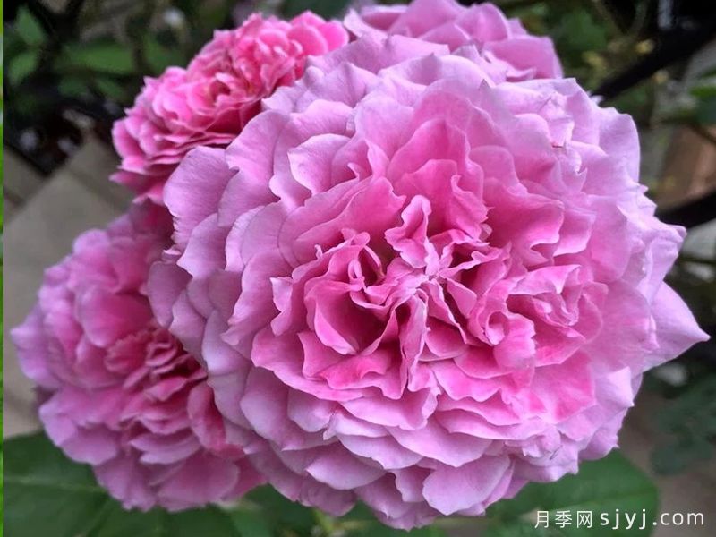 紫色的梦月季/紫梦Purple Dream(图2) 紫色的梦月季/紫梦Purple Dream(图2)