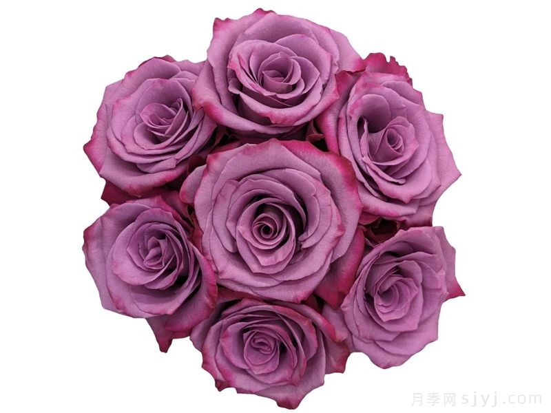 紫罗兰山谷月季Violet Hill(图2) 紫罗兰山谷月季Violet Hill(图2)