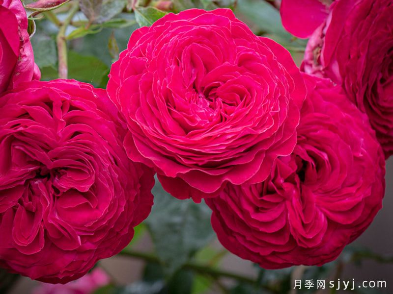 浪漫紫红月季/紫红瑰丽Rosemantic Fuchsia(图1)