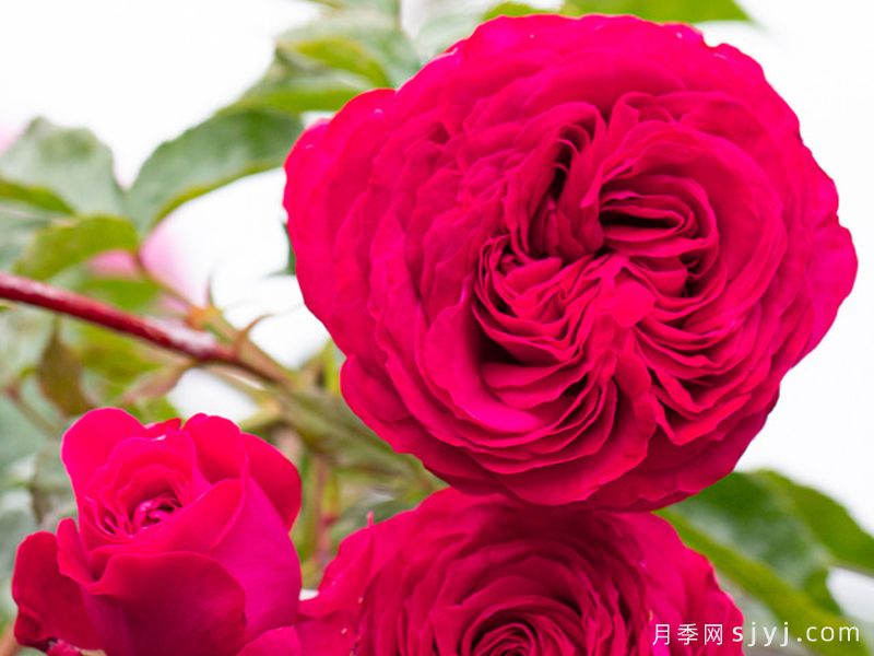 浪漫紫红月季/紫红瑰丽Rosemantic Fuchsia(图2)