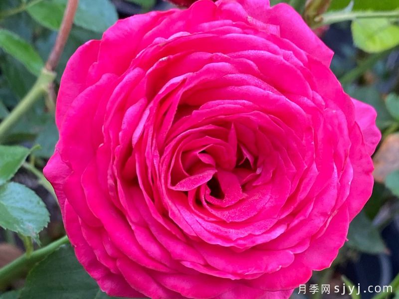 浪漫紫红月季/紫红瑰丽Rosemantic Fuchsia(图3)