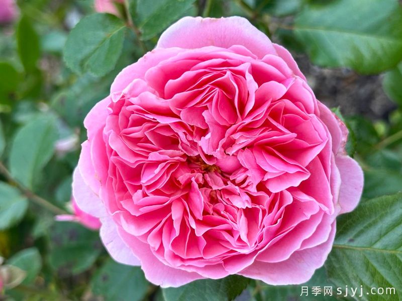 浪漫粉色月季/粉色瑰丽Rosemantic Pink(图1)