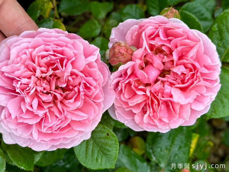 浪漫粉色月季/粉色瑰丽Rosemantic Pink(图2)