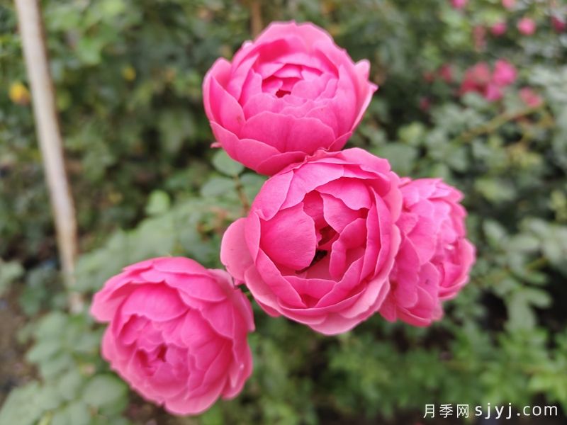 月季花大簇开放和小簇开放有什么区别？(图2)