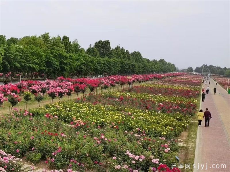 月季园：南阳月季展示园(图2)