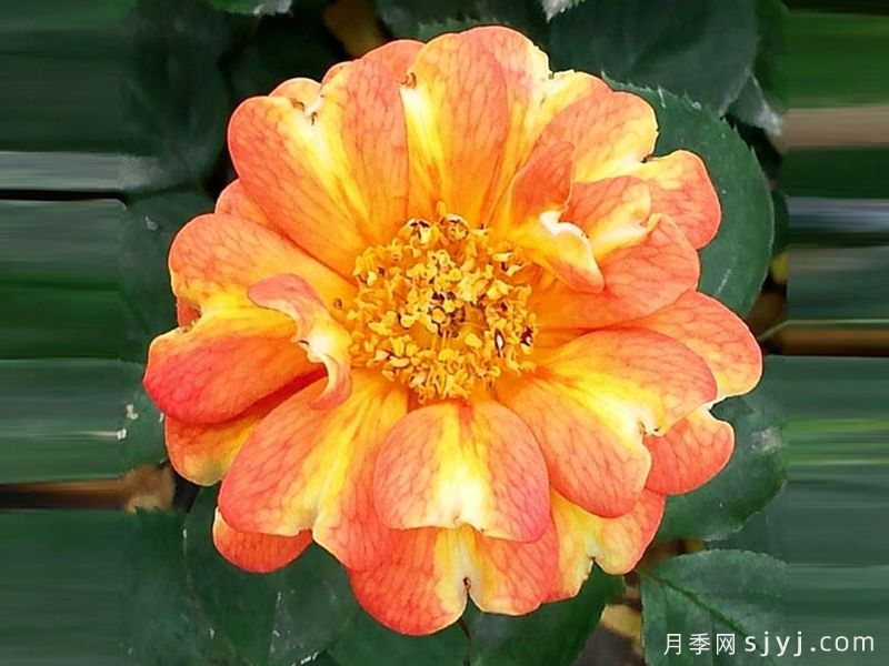 装饰艺术月季/艺术德科Art Deco(丰花)(图1)