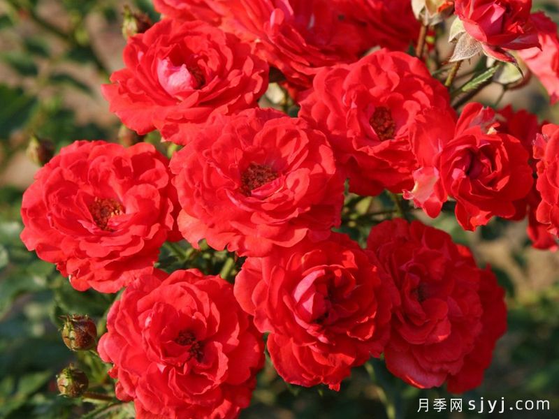 矮仙女09月季Zwergenfee09(图1)