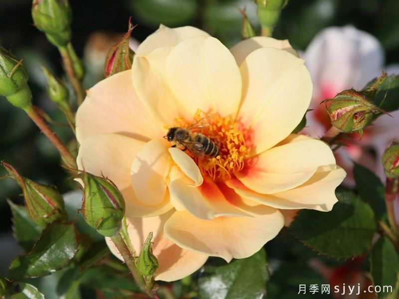 杏色见你月季/再见杏色See You in apricot(图1) 杏色见你月季/再见杏色See You in apricot(图1)