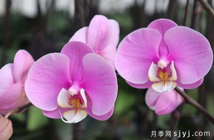 秋季兰花翻盆技术要点与养护规范(图1)