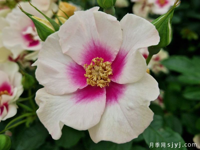 紫色见你月季/再见紫色月季See You in purple(图2)