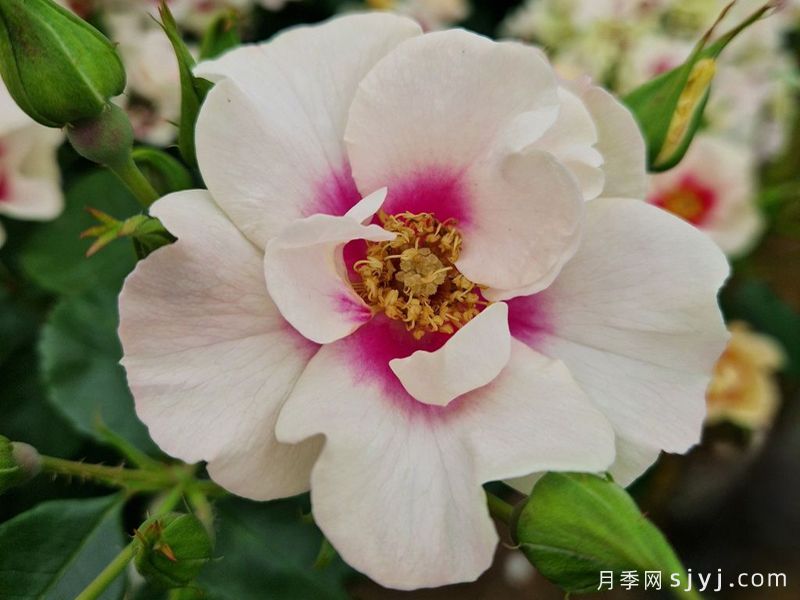 紫色见你月季/再见紫色月季See You in purple(图1)