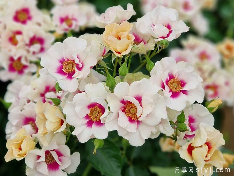 紫色见你月季/再见紫色月季See You in purple(图4)