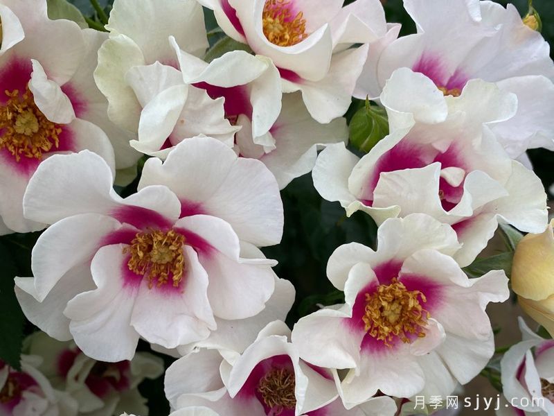 紫色见你月季/再见紫色月季See You in purple(图3)