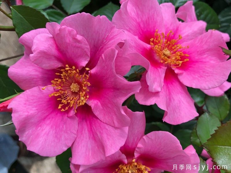 粉色见你月季/再见粉色See You in pink(图3)