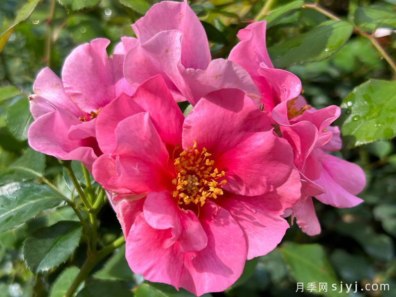 粉色见你月季/再见粉色See You in pink(图2)