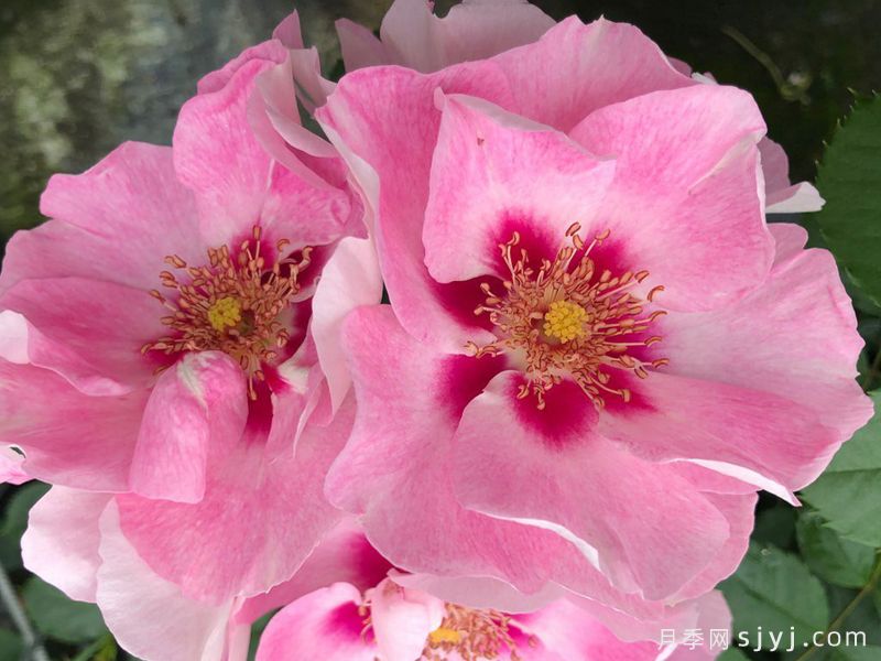 桃粉色见你月季/桃红葡萄酒月季See You in Rose(图1) 桃粉色见你月季/桃红葡萄酒月季See You in Rose(图1)