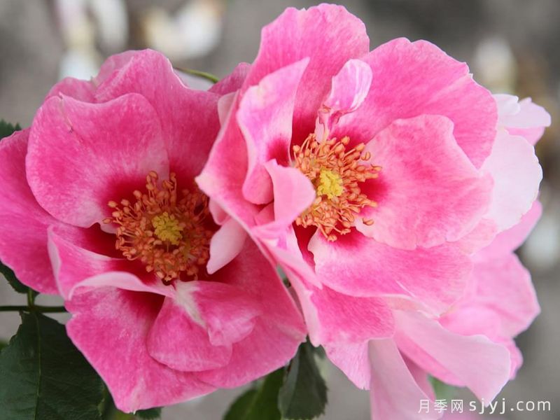桃粉色见你月季/桃红葡萄酒月季See You in Rose(图3) 桃粉色见你月季/桃红葡萄酒月季See You in Rose(图3)
