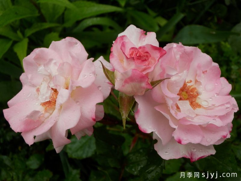 阿比盖尔月季Abigaile(图2) 阿比盖尔月季Abigaile(图2)