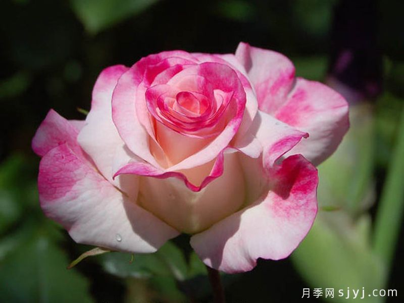 阿比盖尔月季Abigaile(图1) 阿比盖尔月季Abigaile(图1)