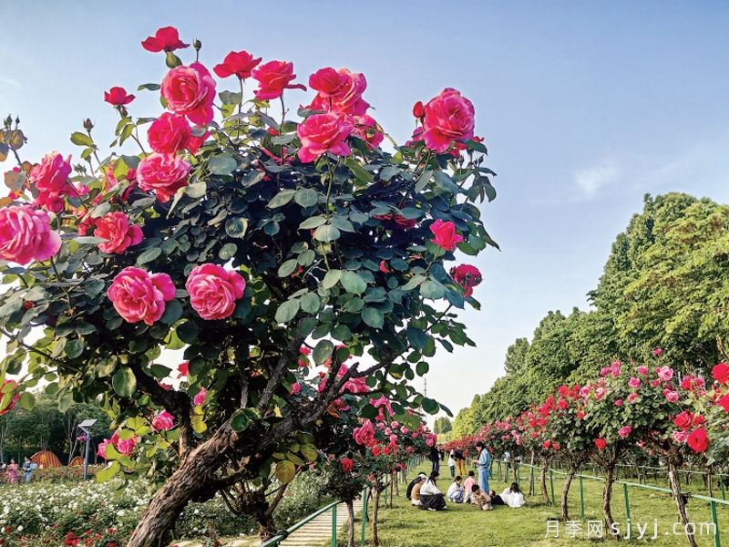 月季园：南阳月季展示园(图3)