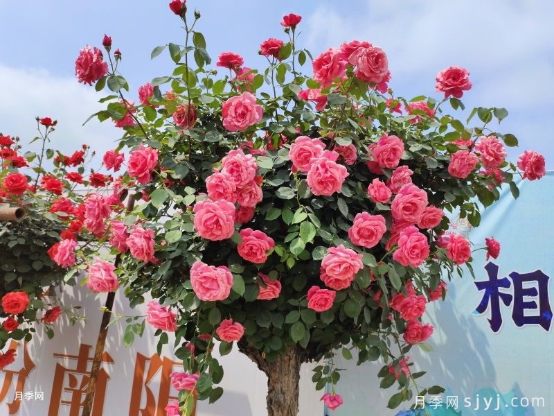 南阳月季：花开南阳 香约世界(图1)
