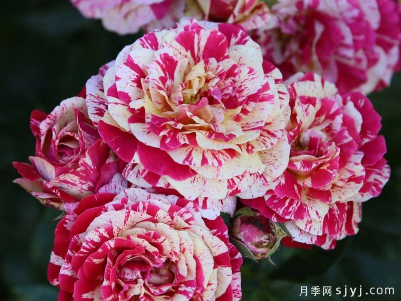 魔日月季/阿布拉卡达布拉/祝你好运/治愈魔咒Abracadabra(图4)