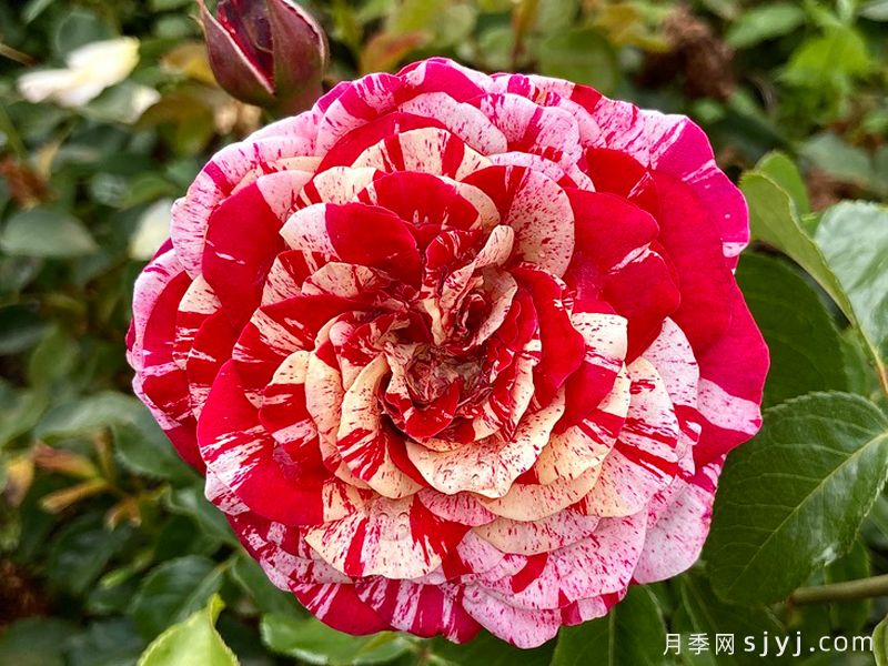 魔日月季/阿布拉卡达布拉/祝你好运/治愈魔咒Abracadabra(图2)