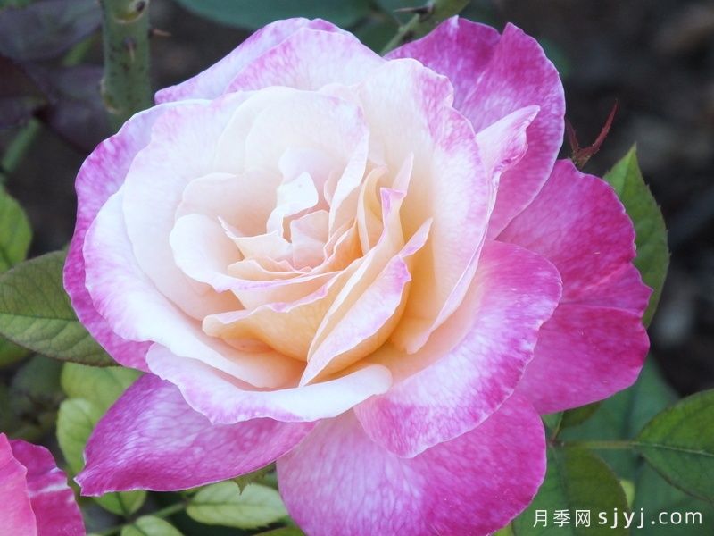 胡言乱语月季Abracadabra(图2) 胡言乱语月季Abracadabra(图2)