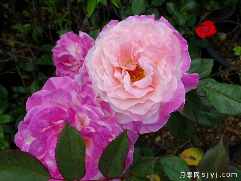 胡言乱语月季Abracadabra(图1) 胡言乱语月季Abracadabra(图1)