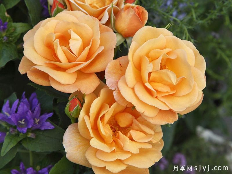 波尔托罗日月季/波多若斯Portoroz(图1) 波尔托罗日月季/波多若斯Portoroz(图1)