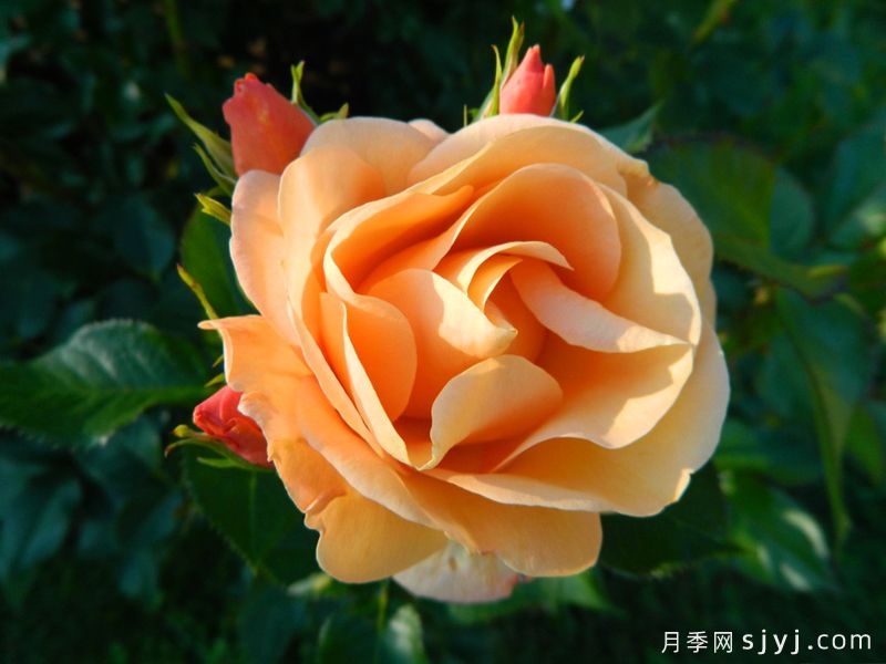 波尔托罗日月季/波多若斯Portoroz(图2) 波尔托罗日月季/波多若斯Portoroz(图2)