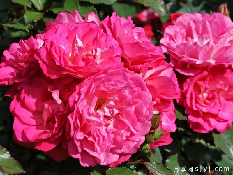 布里妮莎月季/布里内萨Brinessa(图1) 布里妮莎月季/布里内萨Brinessa(图1)